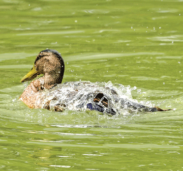 The braying duck!